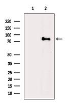 ACSL4 Antibody in Western Blot (WB)