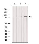 ACSL4 Antibody in Western Blot (WB)