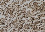 AGTPBP1 Antibody in Immunohistochemistry (Paraffin) (IHC (P))