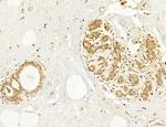 AGTPBP1 Antibody in Immunohistochemistry (Paraffin) (IHC (P))