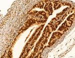 AGTPBP1 Antibody in Immunohistochemistry (Paraffin) (IHC (P))