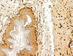 AGTPBP1 Antibody in Immunohistochemistry (Paraffin) (IHC (P))