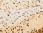 AGTPBP1 Antibody in Immunohistochemistry (Paraffin) (IHC (P))