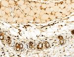 AGTPBP1 Antibody in Immunohistochemistry (Paraffin) (IHC (P))