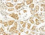 AGTPBP1 Antibody in Immunohistochemistry (Paraffin) (IHC (P))