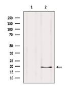 ISCU Antibody in Western Blot (WB)