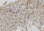 MCM10 Antibody in Immunohistochemistry (Paraffin) (IHC (P))