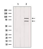 Melanophilin Antibody in Western Blot (WB)