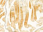 RPGRIP1L Antibody in Immunohistochemistry (Paraffin) (IHC (P))