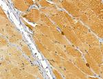 TTLL6 Antibody in Immunohistochemistry (Paraffin) (IHC (P))