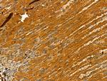 TTLL6 Antibody in Immunohistochemistry (Paraffin) (IHC (P))