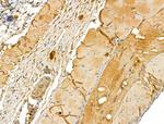 TTLL6 Antibody in Immunohistochemistry (Paraffin) (IHC (P))