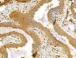 TTLL6 Antibody in Immunohistochemistry (Paraffin) (IHC (P))