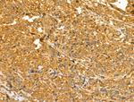 TTLL6 Antibody in Immunohistochemistry (Paraffin) (IHC (P))