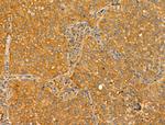 TTLL6 Antibody in Immunohistochemistry (Paraffin) (IHC (P))