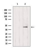 TTLL6 Antibody in Western Blot (WB)