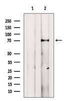 VPS33B Antibody in Western Blot (WB)