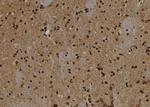 Annexin VII Antibody in Immunohistochemistry (Paraffin) (IHC (P))