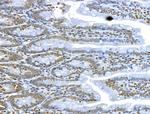 CKAP4 Antibody in Immunohistochemistry (Paraffin) (IHC (P))