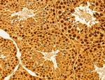 MMS19 Antibody in Immunohistochemistry (Paraffin) (IHC (P))