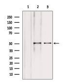 NAPRT1 Antibody in Western Blot (WB)