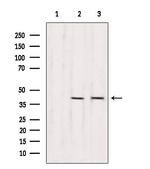 RBM4 Antibody in Western Blot (WB)