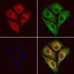 RCN2 Antibody in Immunocytochemistry (ICC/IF)