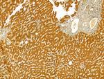 HRD1 Antibody in Immunohistochemistry (Paraffin) (IHC (P))