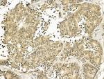 TLE3 Antibody in Immunohistochemistry (Paraffin) (IHC (P))