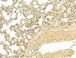 TLE3 Antibody in Immunohistochemistry (Paraffin) (IHC (P))