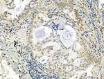 TLE3 Antibody in Immunohistochemistry (Paraffin) (IHC (P))