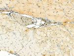 TLE3 Antibody in Immunohistochemistry (Paraffin) (IHC (P))