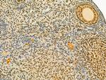 TLE3 Antibody in Immunohistochemistry (Paraffin) (IHC (P))