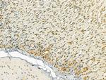 TLE3 Antibody in Immunohistochemistry (Paraffin) (IHC (P))