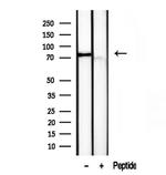 TLE3 Antibody in Western Blot (WB)