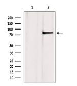 TLE3 Antibody in Western Blot (WB)