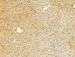 VPS16 Antibody in Immunohistochemistry (Paraffin) (IHC (P))