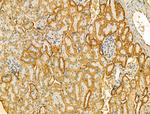 VPS16 Antibody in Immunohistochemistry (Paraffin) (IHC (P))