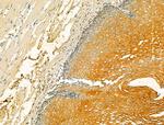 VPS16 Antibody in Immunohistochemistry (Paraffin) (IHC (P))