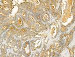 VPS16 Antibody in Immunohistochemistry (Paraffin) (IHC (P))