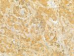 VPS37A Antibody in Immunohistochemistry (Paraffin) (IHC (P))