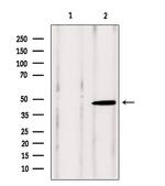 VPS37A Antibody in Western Blot (WB)