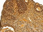 AEBP2 Antibody in Immunohistochemistry (Paraffin) (IHC (P))