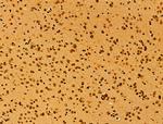 AEBP2 Antibody in Immunohistochemistry (Paraffin) (IHC (P))