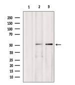 AEBP2 Antibody in Western Blot (WB)