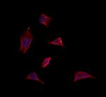 MDH1 Antibody in Immunocytochemistry (ICC/IF)