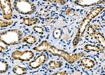 MDH1 Antibody in Immunohistochemistry (Paraffin) (IHC (P))