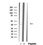 MDH1 Antibody in Western Blot (WB)