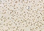 MEPCE Antibody in Immunohistochemistry (Paraffin) (IHC (P))