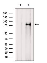 MEPCE Antibody in Western Blot (WB)